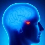 تومور هیپوفیز و بارداری: آیا تومور هیپوفیز باعث ناباروری می‌شود؟